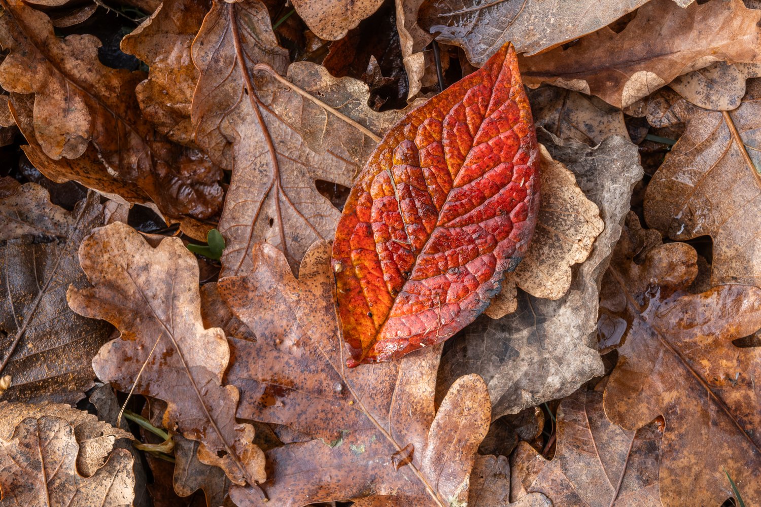 Leaves_F0841-838-1.JPG