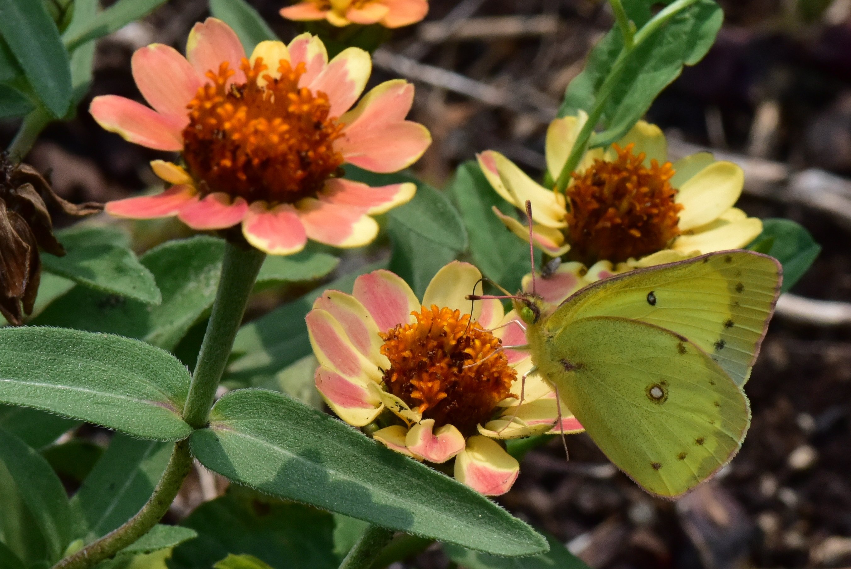 Cabbage Butterfly