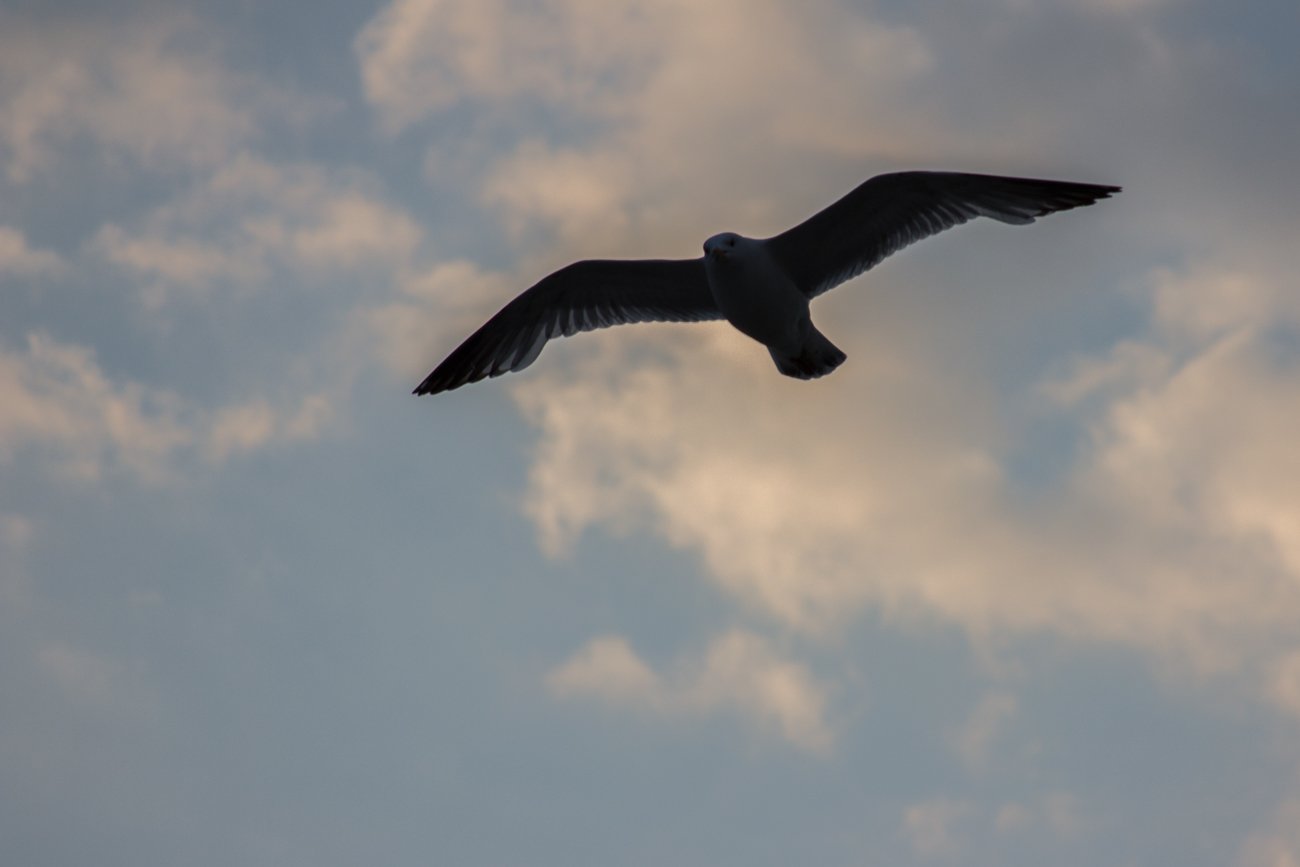 GullSilhouette_C0925-268-1.JPG