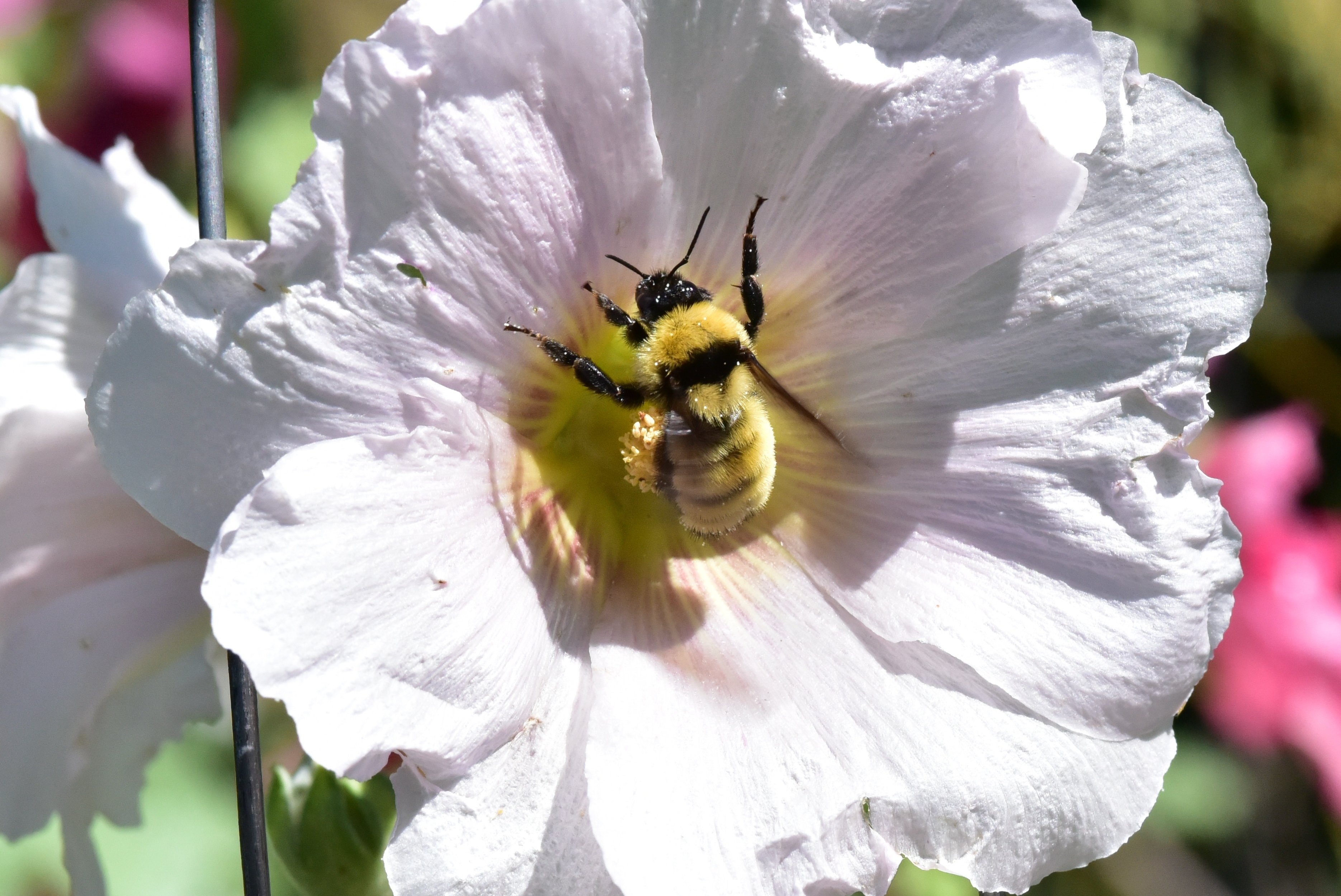 Hollyhock & Liftoff