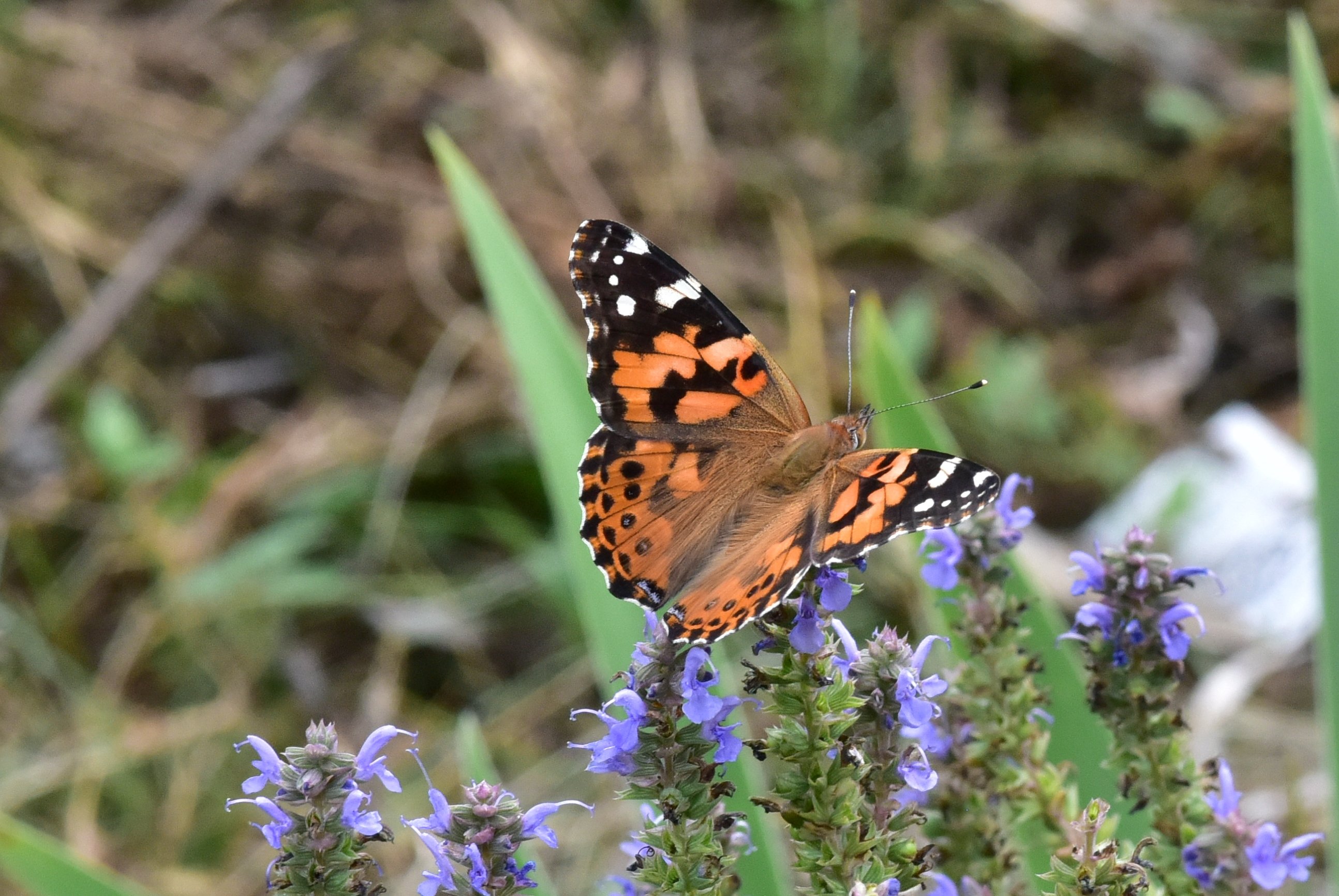 In the garden today