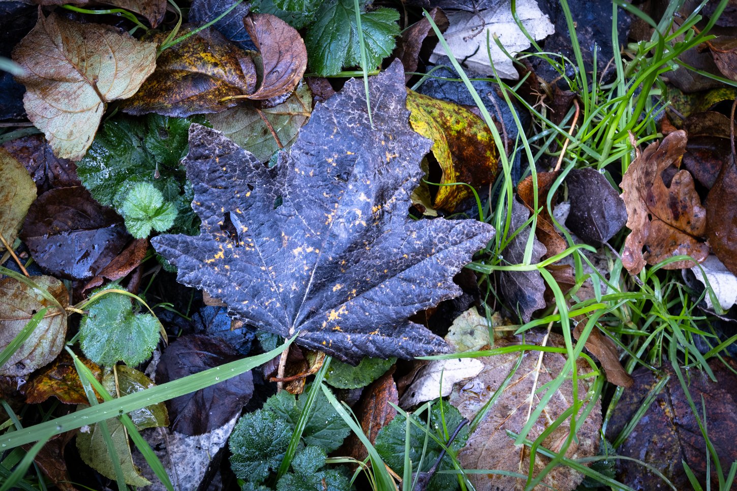 LeafLitter_F4865-891.JPG