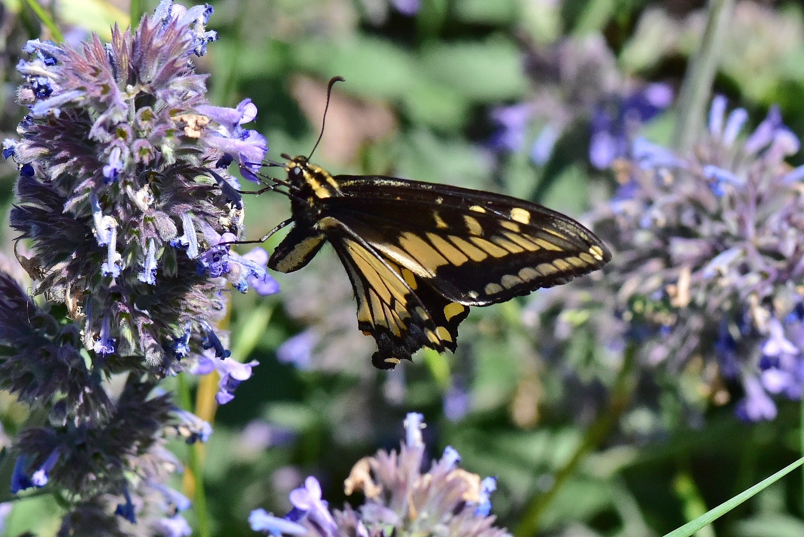 Pipevine Swallowtail