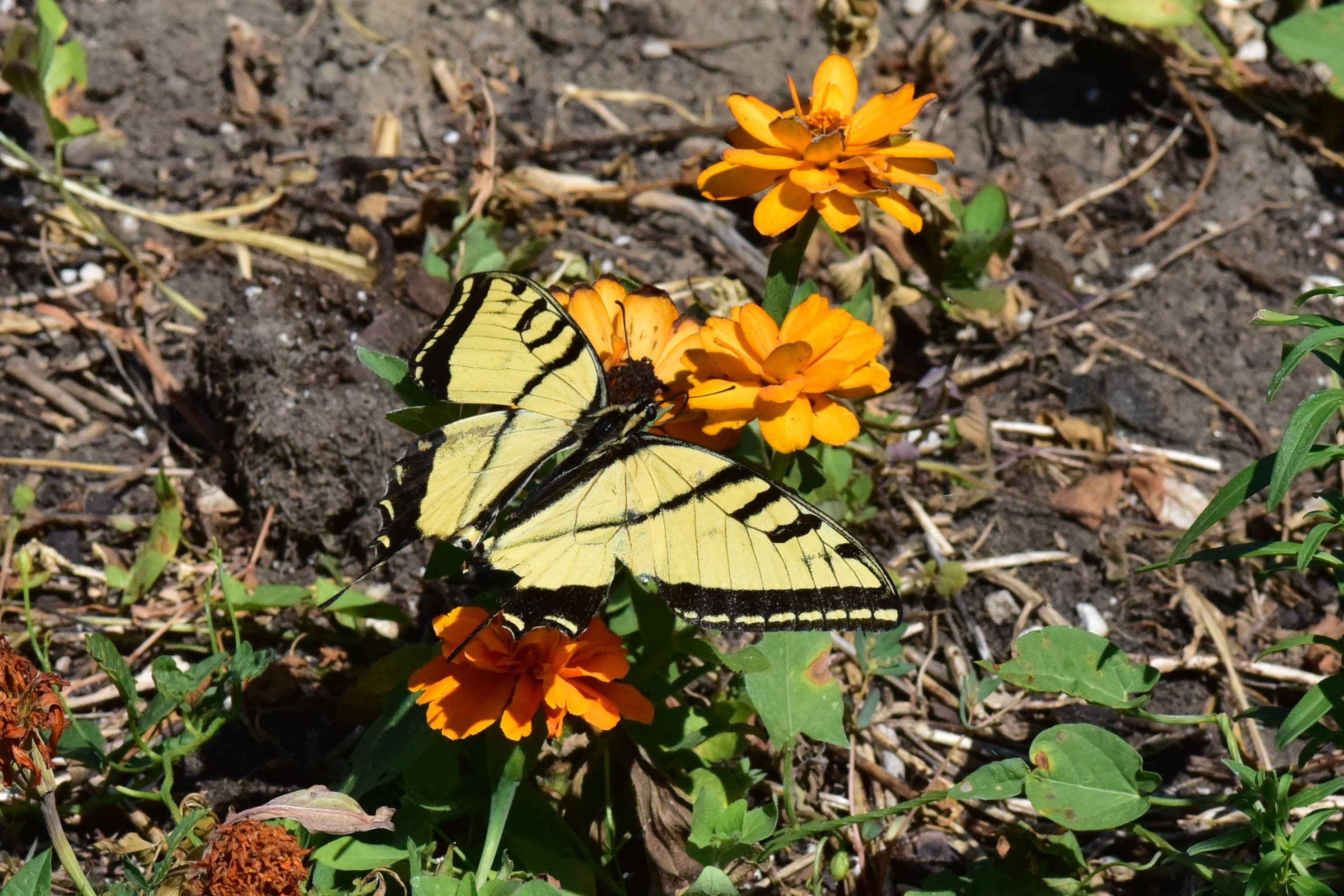 Swallowtail - earlier