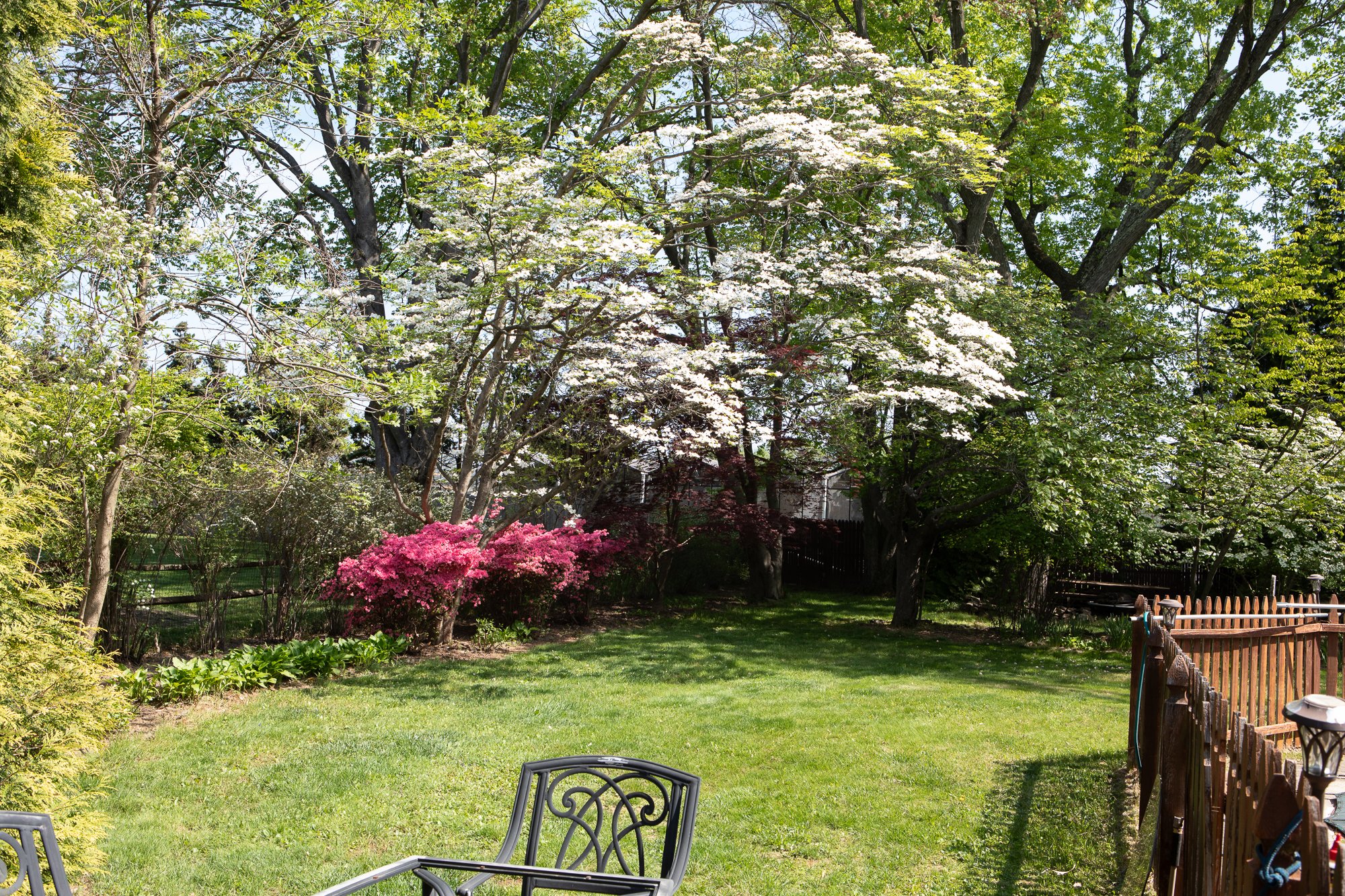 Back Yard - Dogwood and Azalia-46199-3.jpg