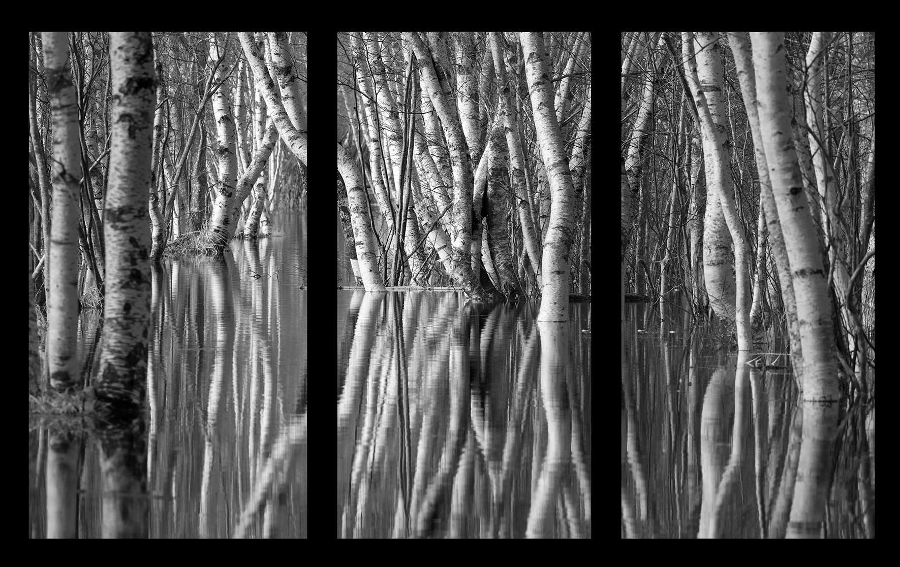 Birches tryptich black.jpg