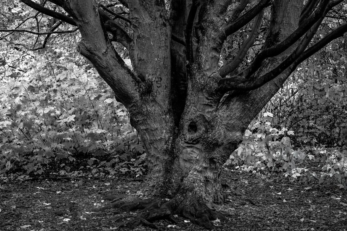 BranchingOut_F6202-940.jpg