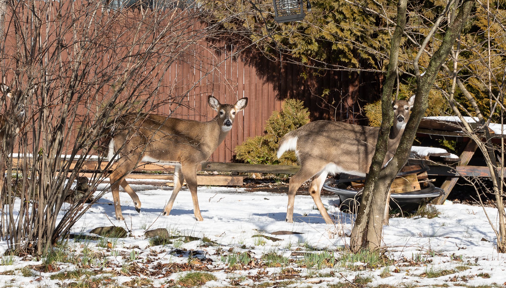 Deer Back Yard (1 of 1).jpg