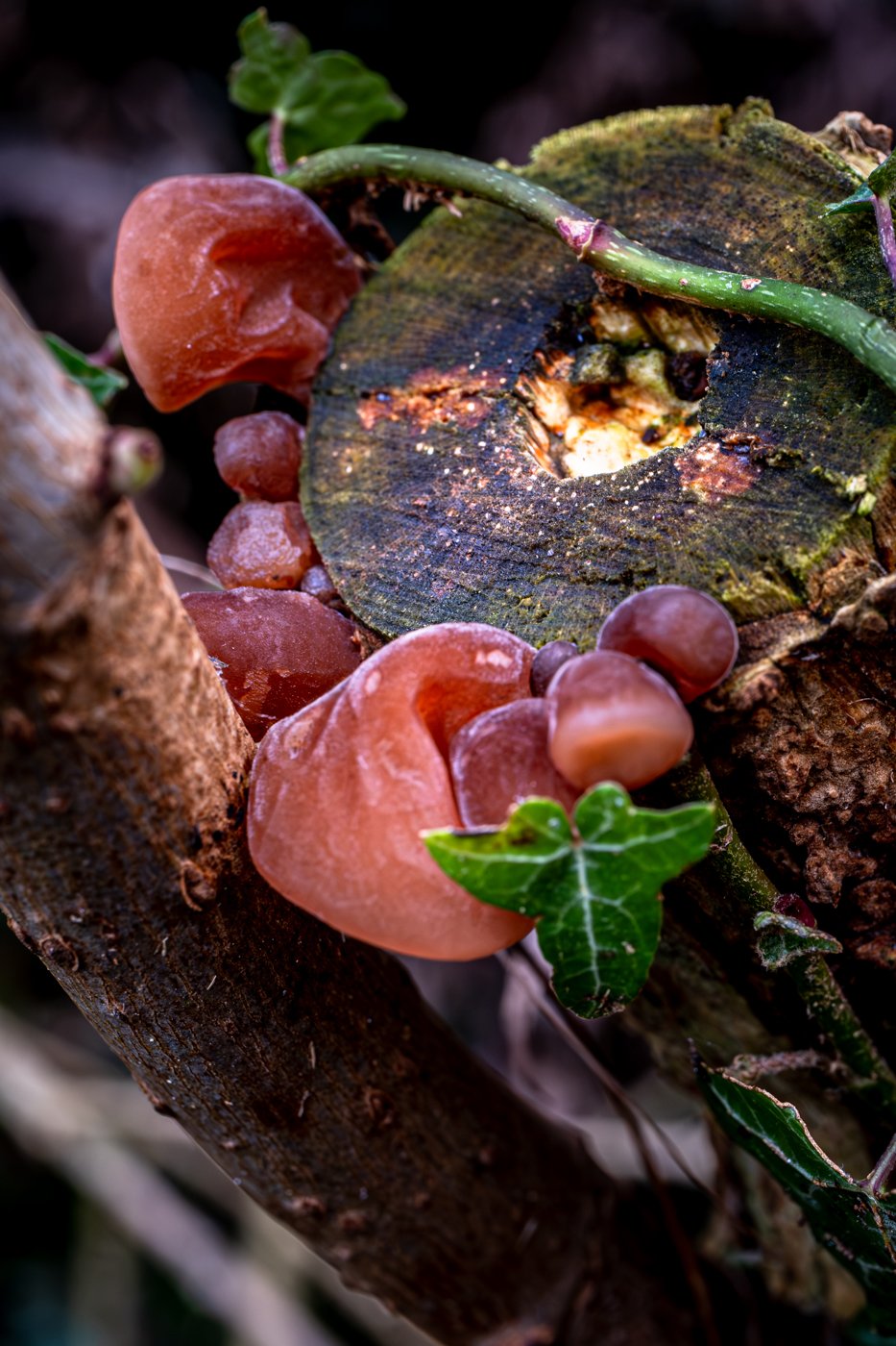 JellyEarFungus_F5327-908.JPG