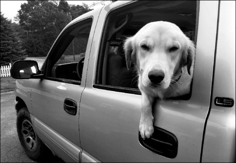 LS - looking sleepy x1000s2.jpg