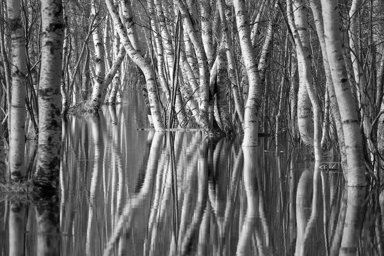 NZ7_4213 Flooded birches x1500.jpg