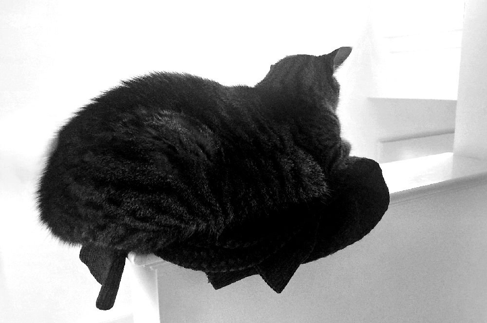 Penny at rest x1000bw.jpg