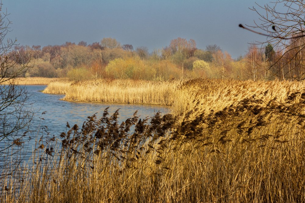 ReedsLandscape_C0760-259-1.jpg