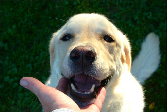 Scoobie in hand.jpg