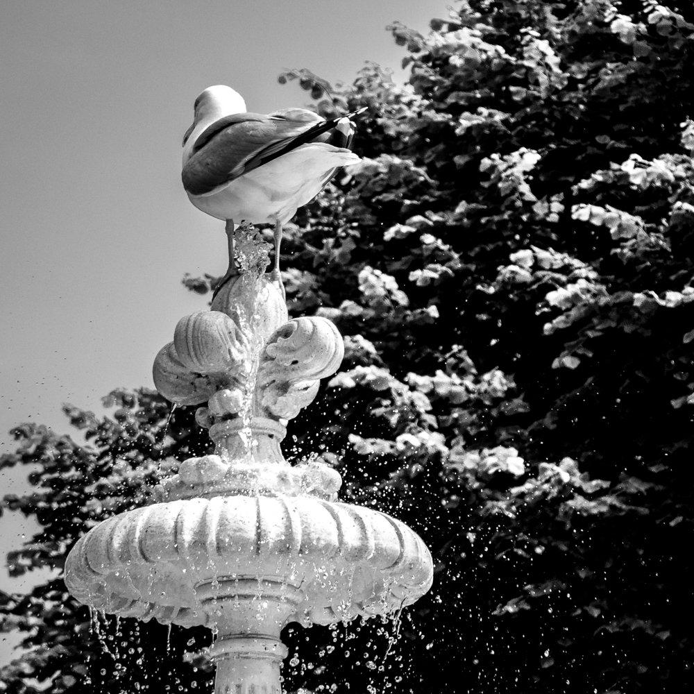 SeagullFountain_B&W_P1020703-507.jpg