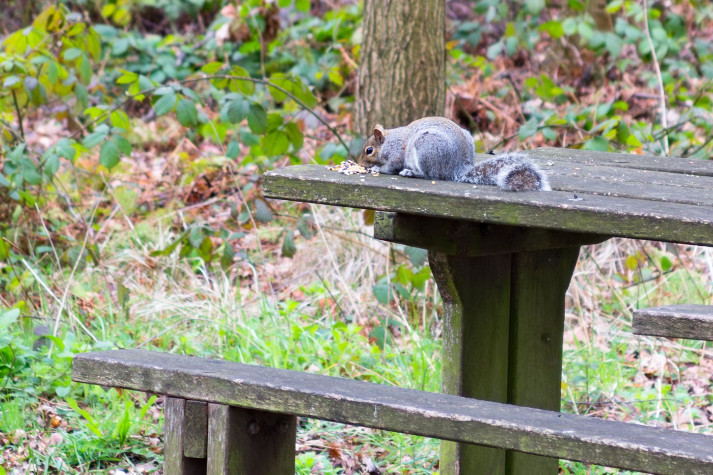 SquirelPicnic_C0808-262-1.JPG