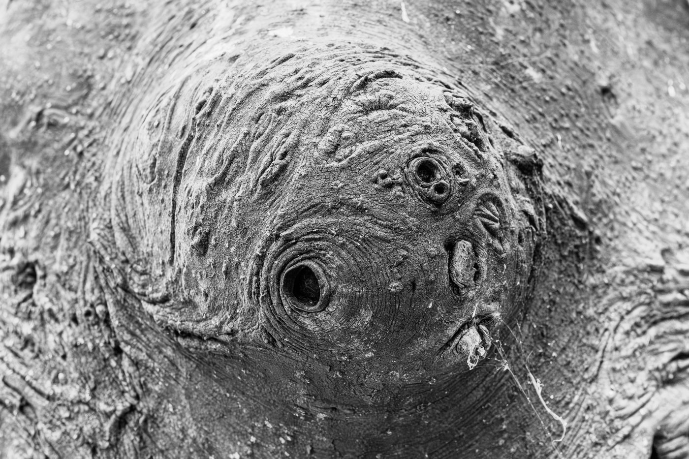 StrangeFace_F6136-937.jpg