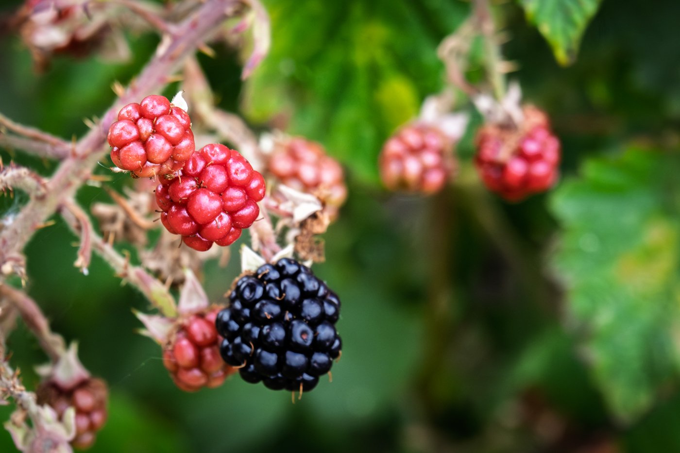 SummerWildFruit_F6153-939.jpg