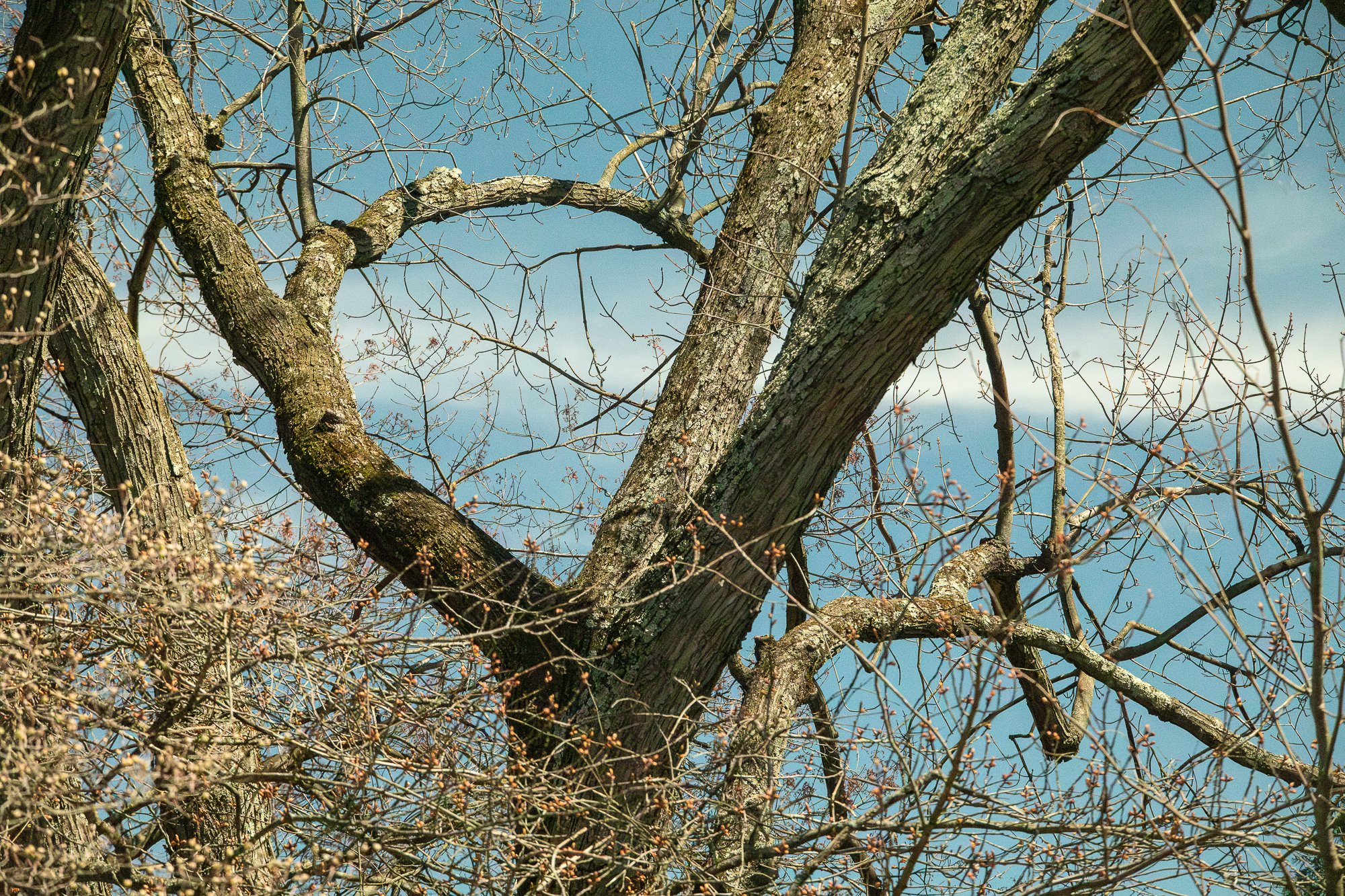 Tree Eclipse day (1 of 1).jpg