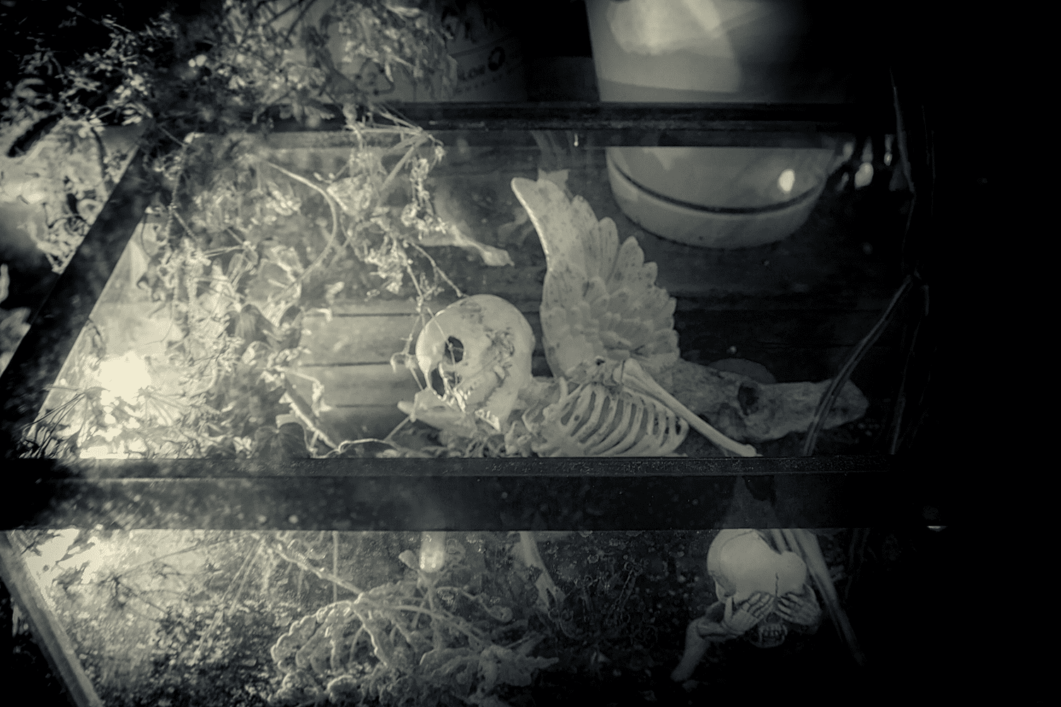 wednesdays-terrarium.png
