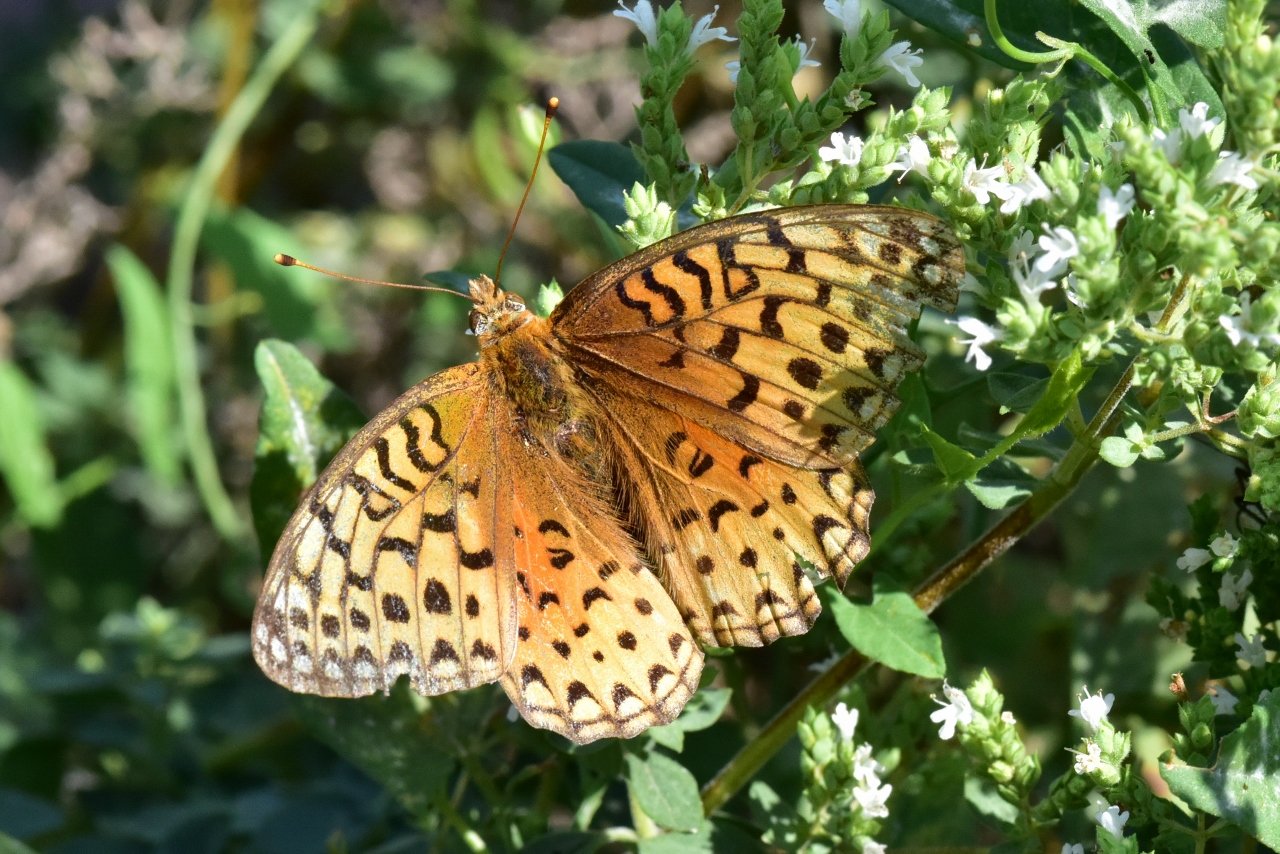 A Fritillary