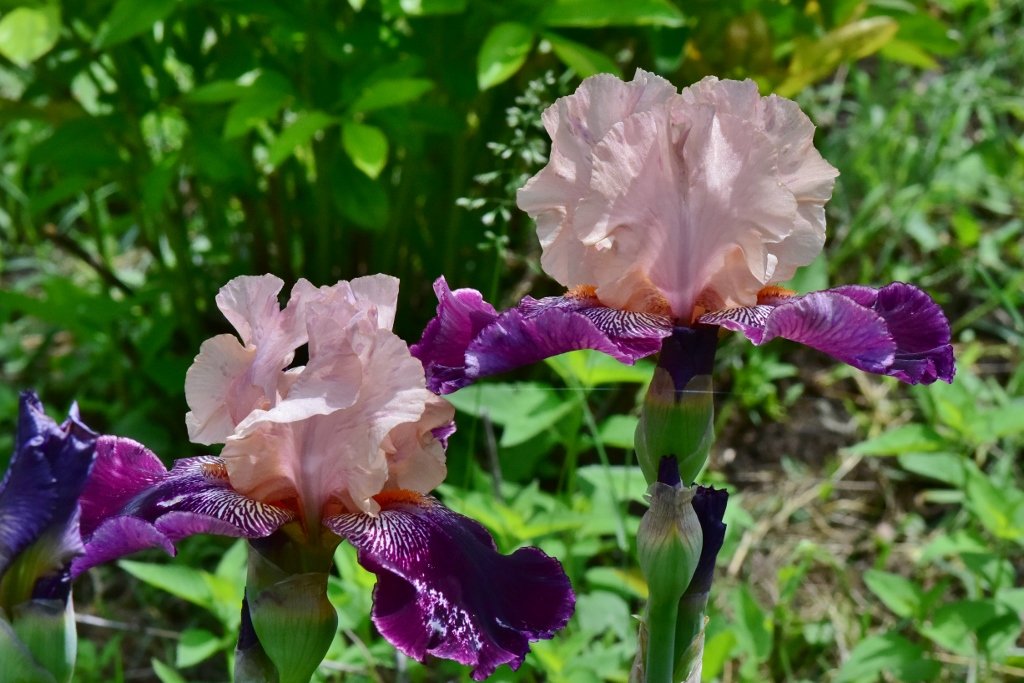A pair of Iris