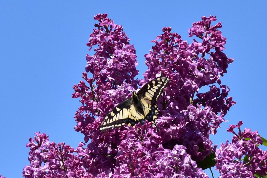 Anise Swallowtail 2