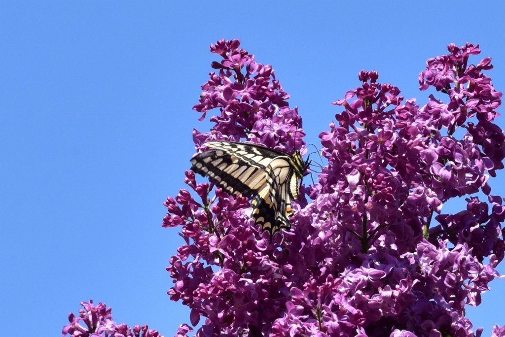 Anise Swallowtail 3