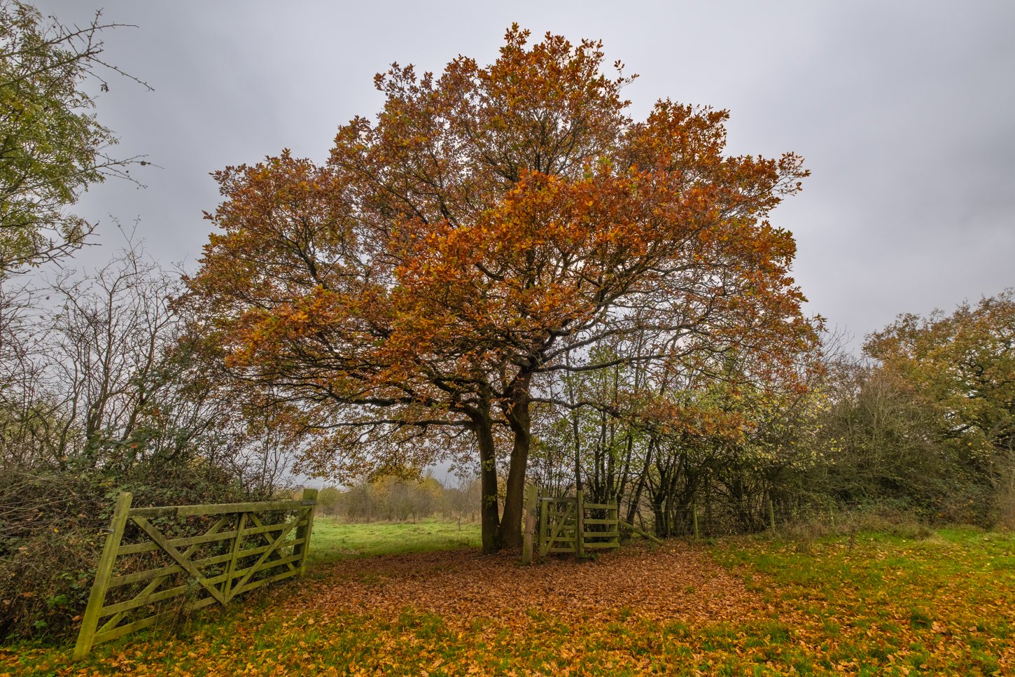 AutumnOakWide_F5002-894-Edit.JPG