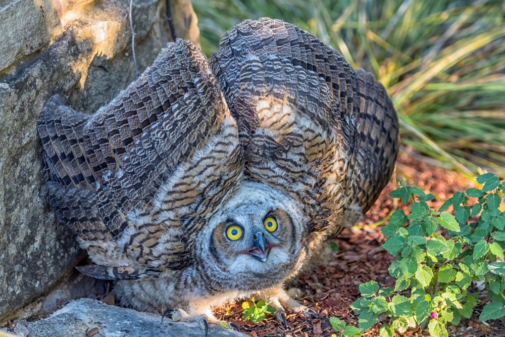 baby owl.jpeg