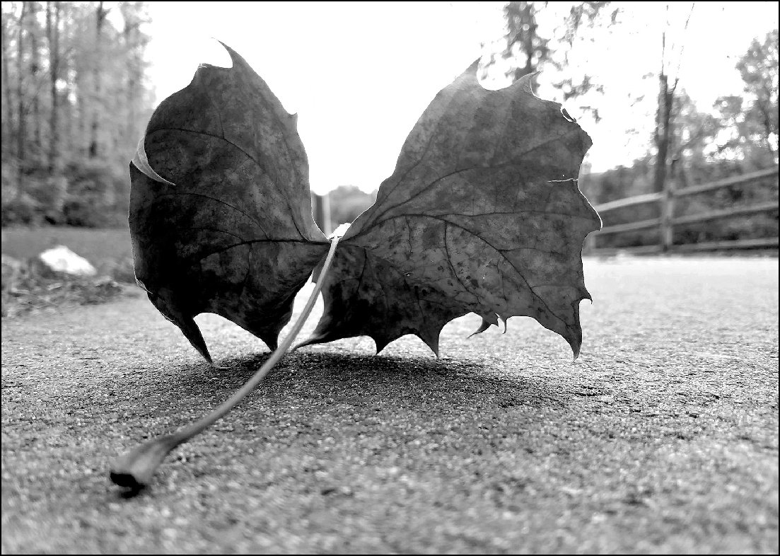 bat leaf bw825.jpg