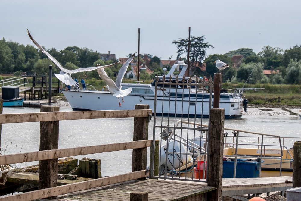 BoatDock&Seagulls_F1940-568 (1 of 1).jpg