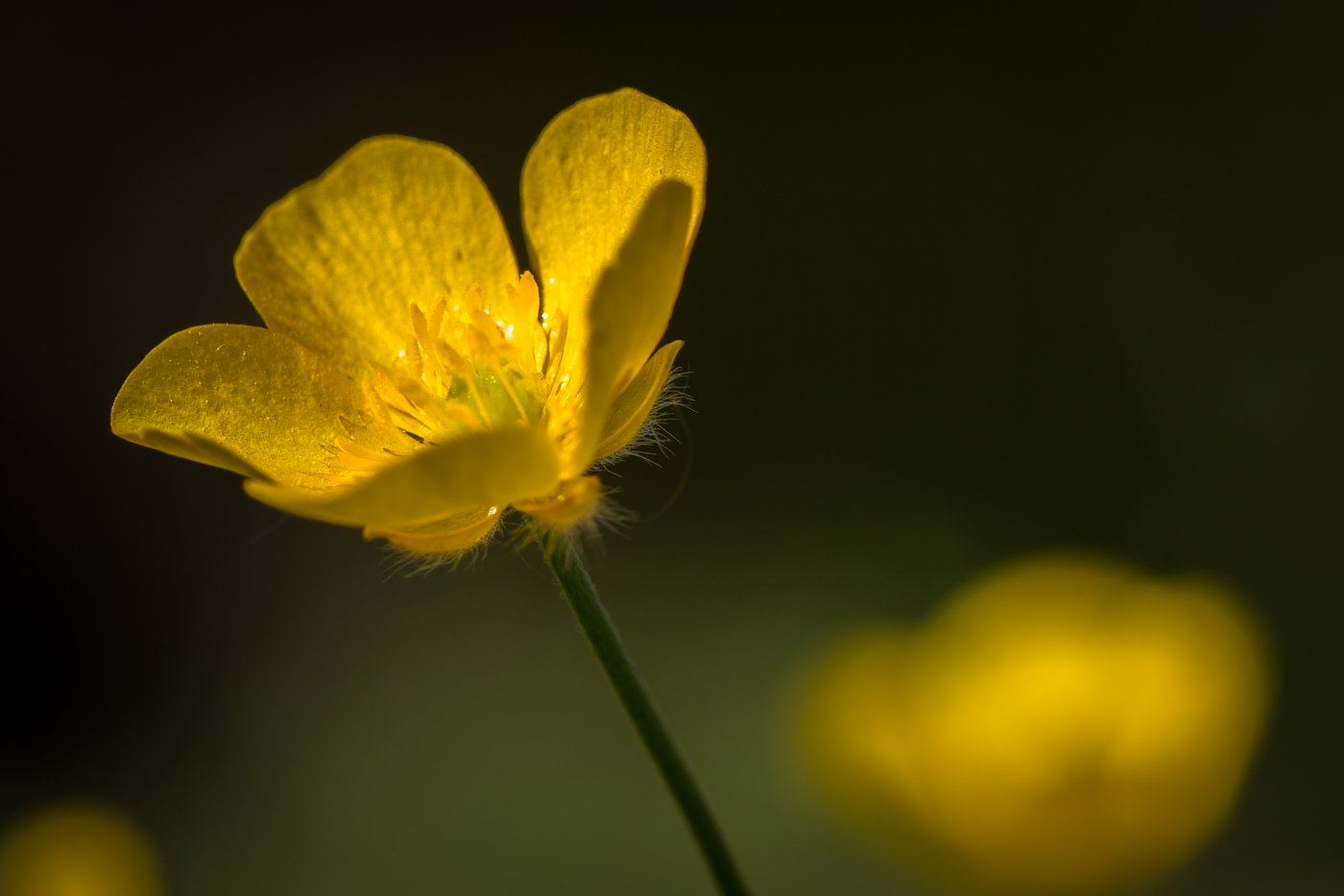 ButterCup_C3604-325-1.jpg