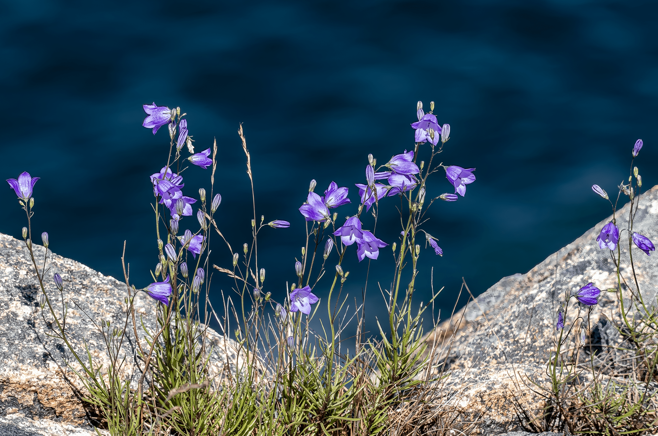 Flowers on cliff Acadia 7 11 2025 x2100 -.png
