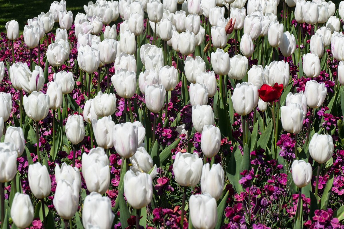 Flowers white-web.jpg