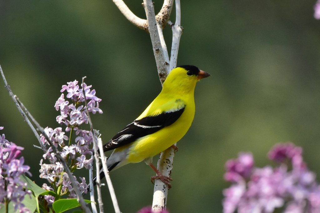 Goldfinch in shade