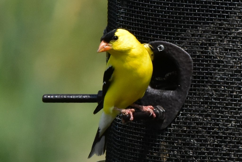 Goldfinch