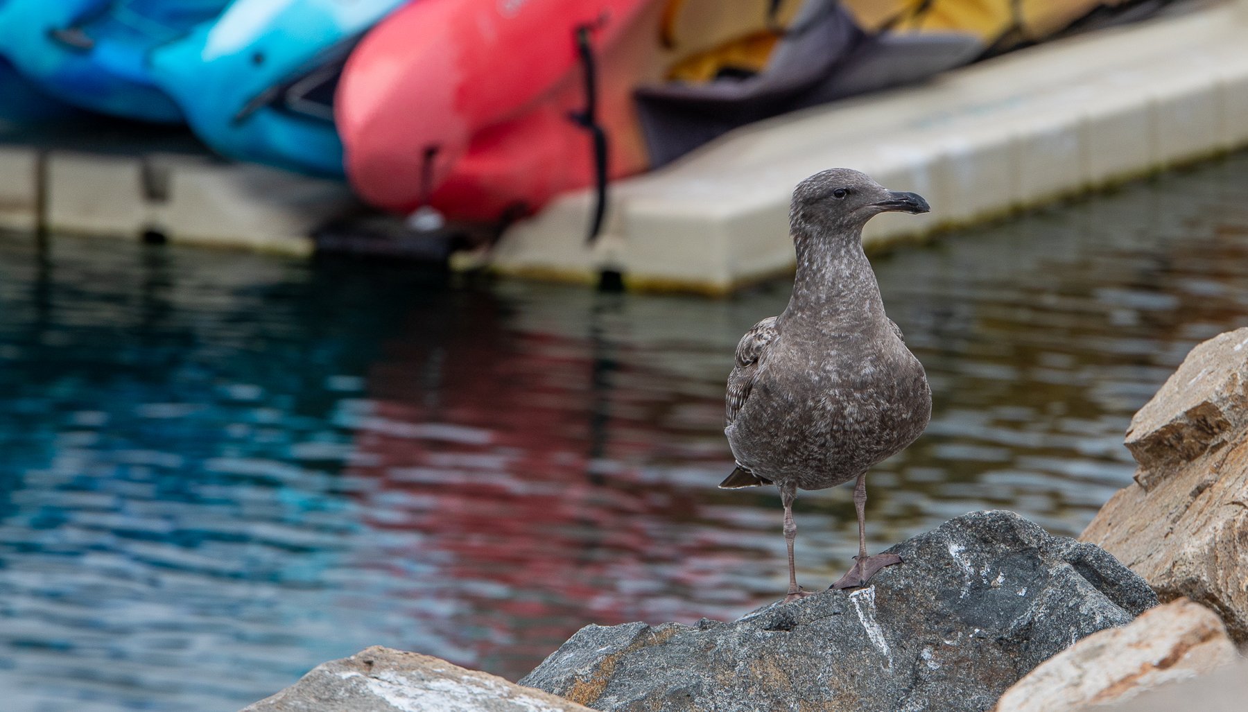 Gull   Oceanside Harbor No 2215  Jan 4 2026-2215.jpg