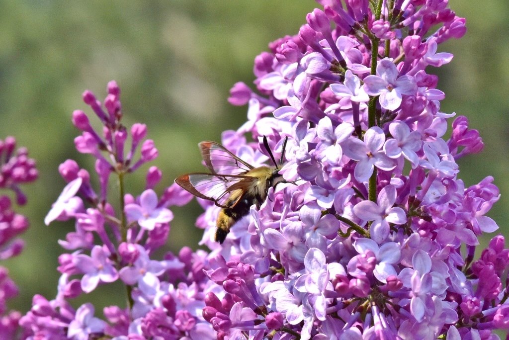 Hummingbird Moth & Lilacs