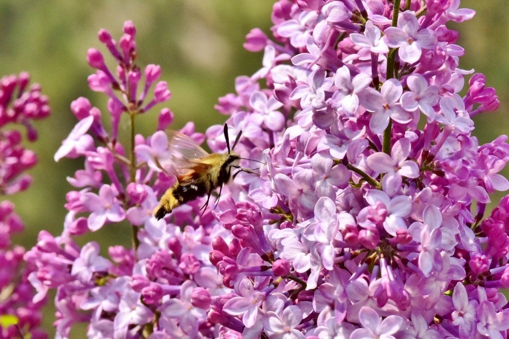 Hummingbird Moth & Lilacs