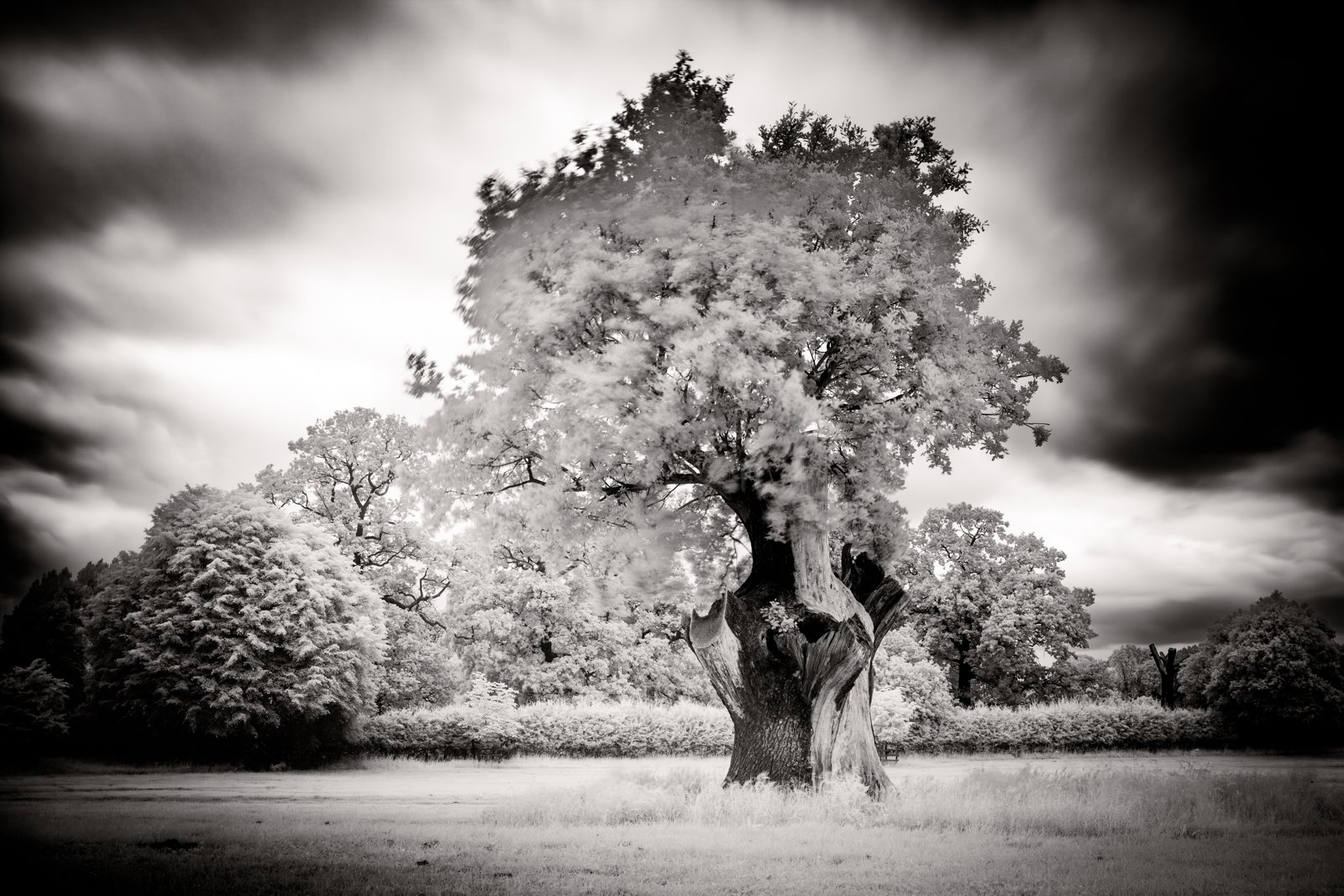 IR_OakTreeMono_F4270-871.JPG