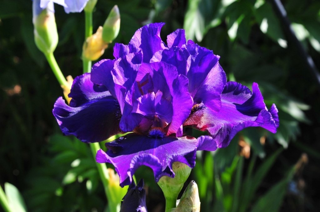 Iris Late