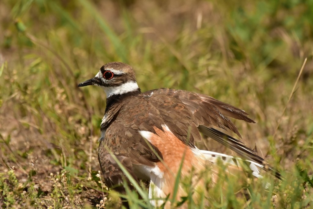 Killdeer Protecting Nest 2