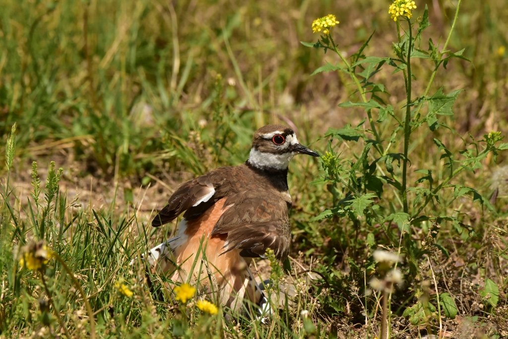 Killdeer Protecting Nest 4