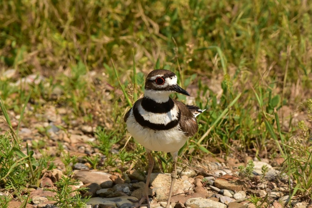 Killdeer