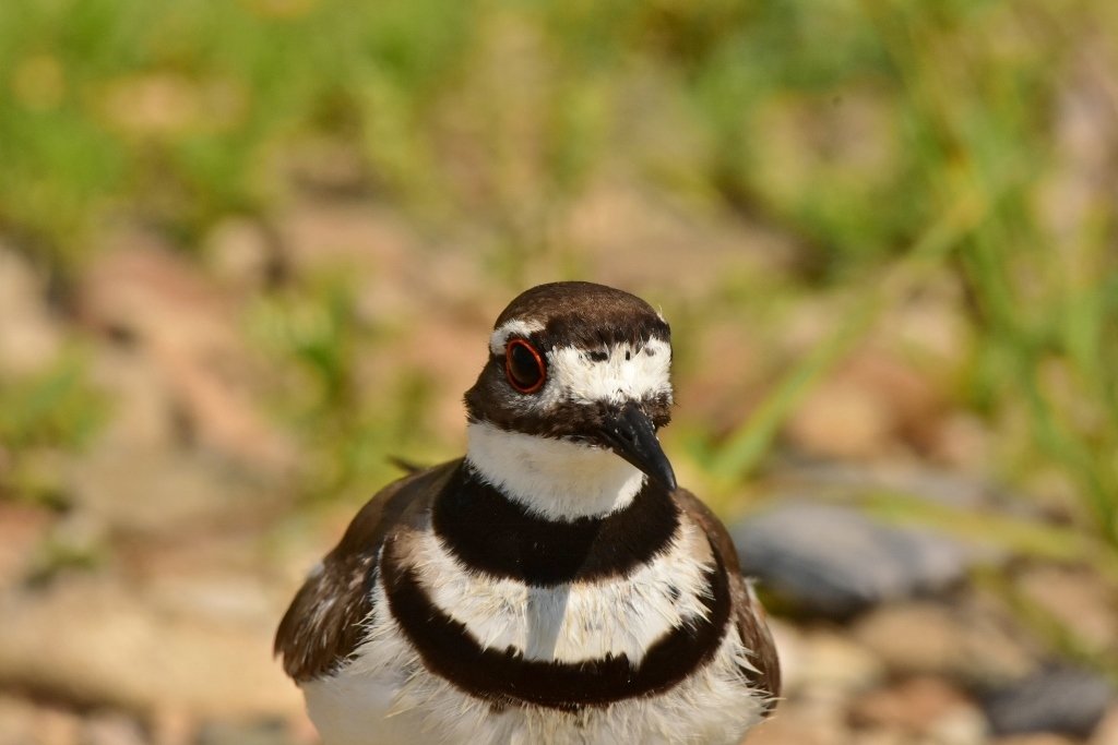 Killdeer