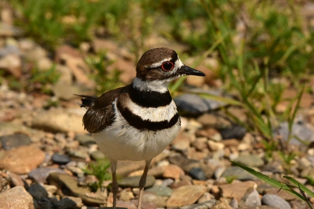 Killdeer