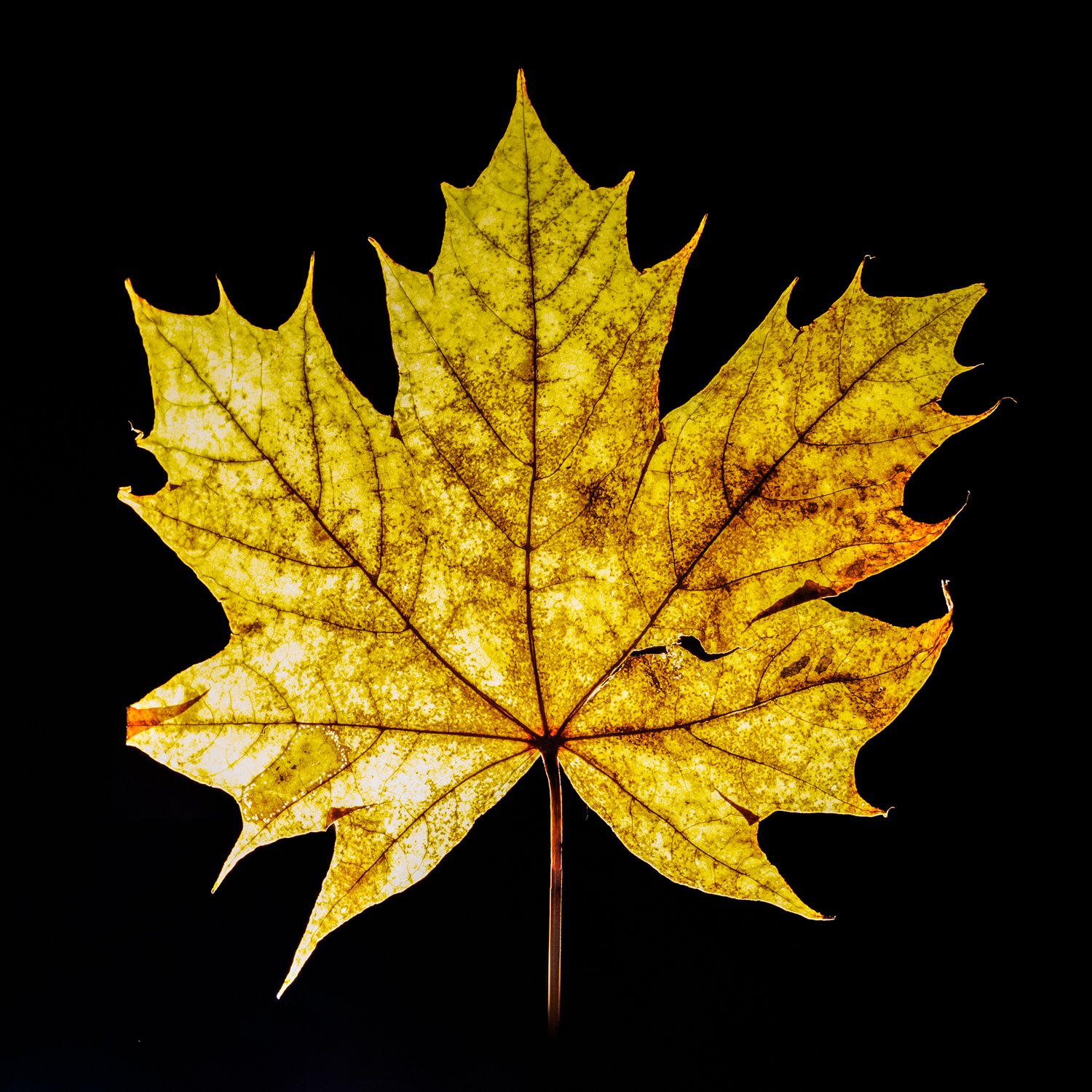 MapleLeaf_F5211-901.JPG