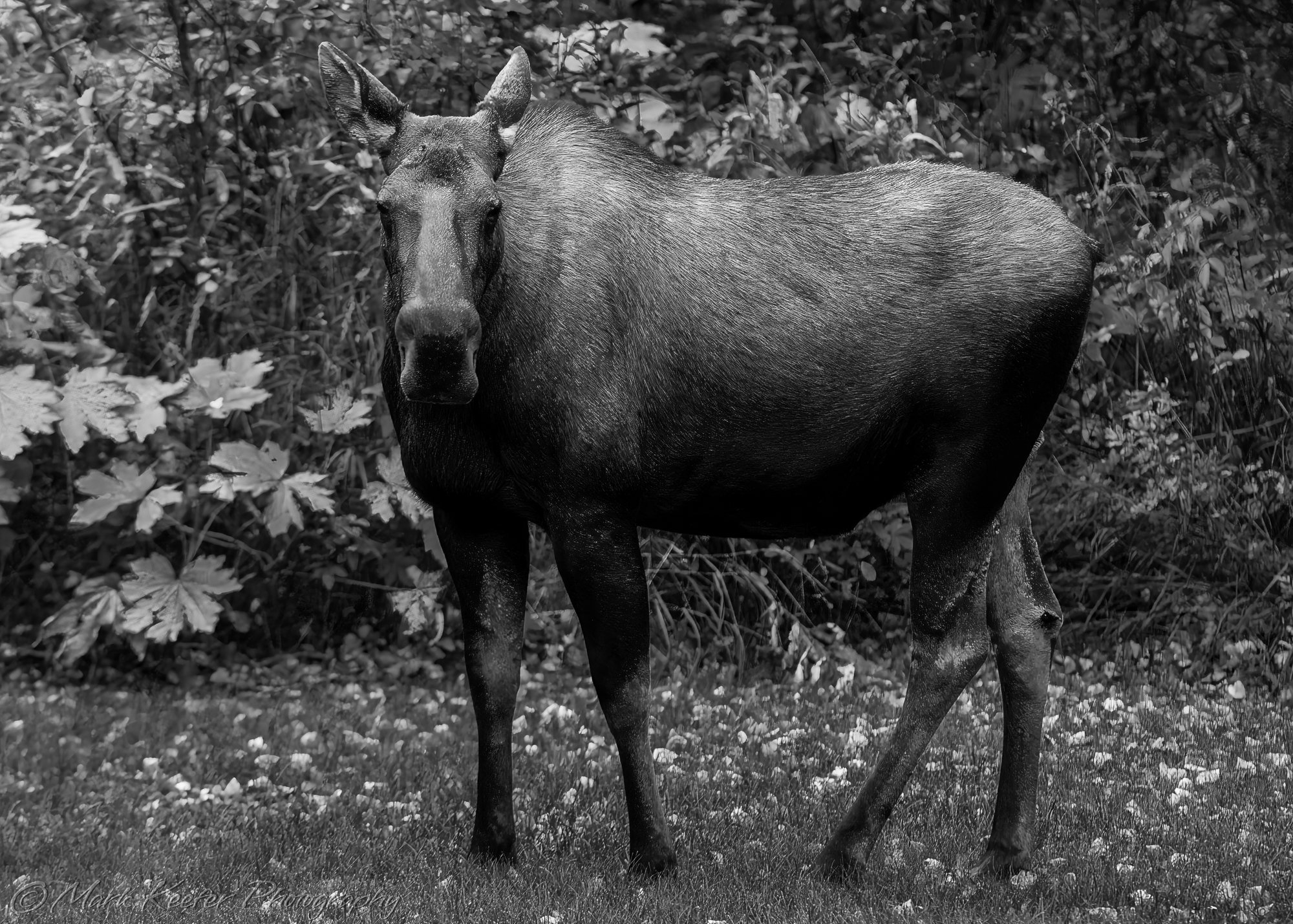 Moose in Back Yard 4-14-2018 Alaska 46212 BW (1 of 1).jpg