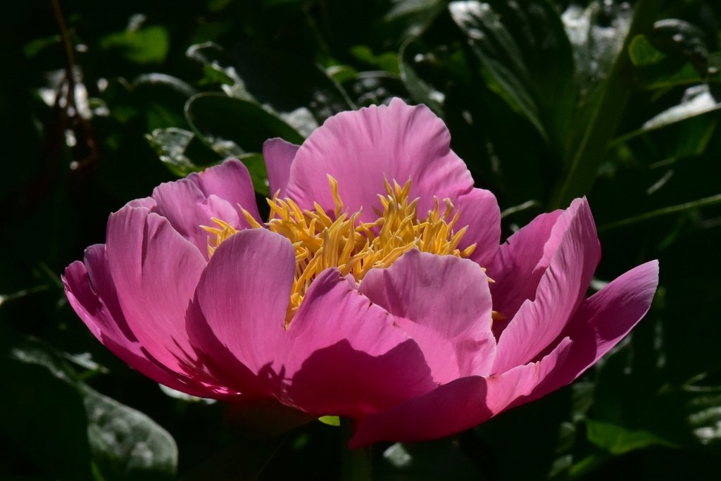 Peony